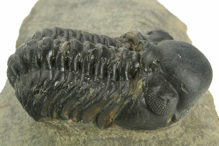 Detailed Reedops Trilobite - Atchana, Morocco #376983
